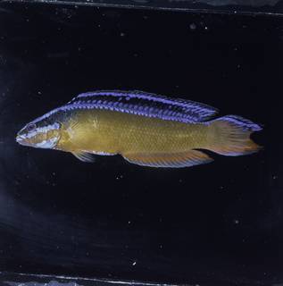 To NMNH Extant Collection (Pseudochromis aldabraensis FIN032773 Slide 120 mm)