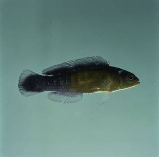To NMNH Extant Collection (Pseudochromis coccinicauda FIN032775 Slide 120 mm)
