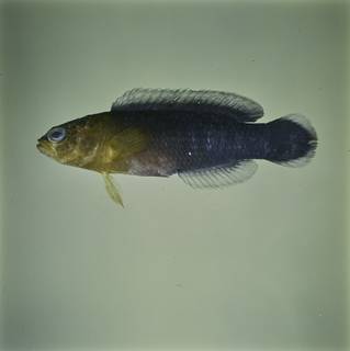 To NMNH Extant Collection (Pseudochromis cyanotaenia FIN032776 Slide 120 mm)