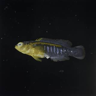To NMNH Extant Collection (Pseudochromis cyanotaenia FIN032777B Slide 120 mm)