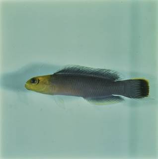 To NMNH Extant Collection (Pseudochromis elongatus FIN032782 Slide 120 mm)
