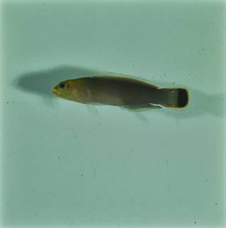 To NMNH Extant Collection (Pseudochromis elongatus FIN032783 Slide 120 mm)