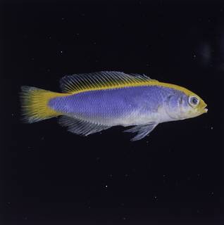 To NMNH Extant Collection (Pseudochromis flavivertex FIN032785 Slide 120 mm)