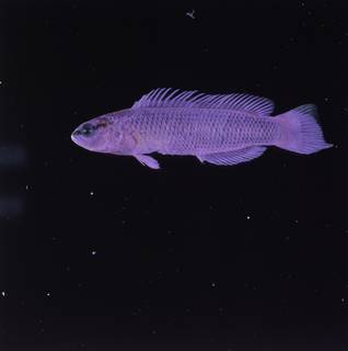 To NMNH Extant Collection (Pseudochromis fridmani FIN032786 Slide 120 mm)