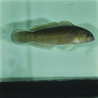 To NMNH Extant Collection (Pseudochromis flavopunctatus FIN032787 Slide 120 mm)