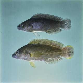 To NMNH Extant Collection (Pseudochromis fuscus FIN032788 Slide 120 mm)