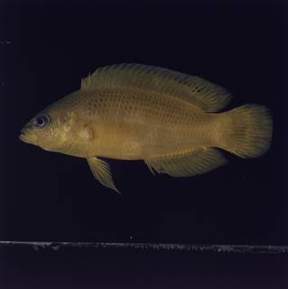 To NMNH Extant Collection (Pseudochromis fuscus FIN032789 Slide 120 mm)
