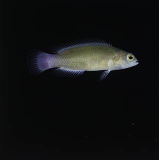 To NMNH Extant Collection (Pseudochromis luteus FIN032804 Slide 120 mm)