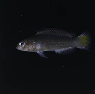 To NMNH Extant Collection (Pseudochromis marshallensis FIN032805 Slide 120 mm)