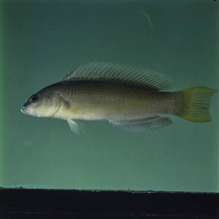 To NMNH Extant Collection (Pseudochromis natalensis FIN032809 Slide 120 mm)