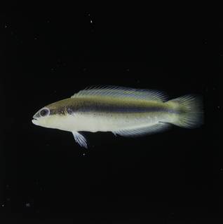 To NMNH Extant Collection (Pseudochromis nigrovittatus FIN032810 Slide 120 mm)