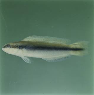 To NMNH Extant Collection (Pseudochromis nigrovittatus FIN032811 Slide 120 mm)