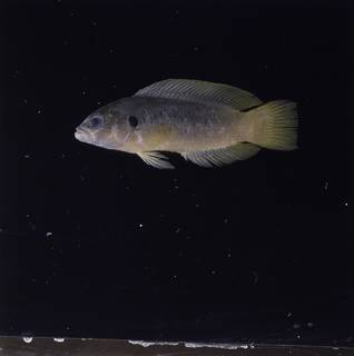 To NMNH Extant Collection (Pseudochromis olivaceus FIN032813 Slide 120 mm)