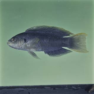 To NMNH Extant Collection (Pseudochromis olivaceus FIN032814 Slide 120 mm)