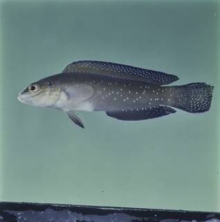To NMNH Extant Collection (Pseudochromis persicus FIN032818 Slide 120 mm)