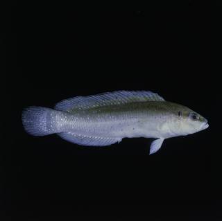 To NMNH Extant Collection (Pseudochromis persicus FIN032819 Slide 120 mm)