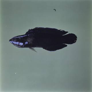 To NMNH Extant Collection (Pseudochromis springeri FIN032823 Slide 120 mm)