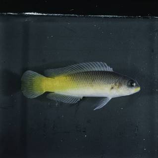 To NMNH Extant Collection (Pseudochromis pylei FIN032828 Slide 120 mm)