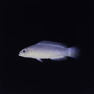 To NMNH Extant Collection (Pseudochromis ransonneti FIN032829 Slide 120 mm)