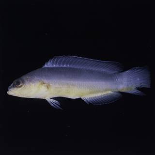To NMNH Extant Collection (Pseudochromis ransonneti FIN032830 Slide 120 mm)