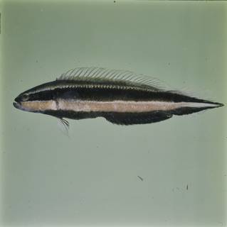 To NMNH Extant Collection (Pseudochromis sankeyi FIN032831 Slide 120 mm)