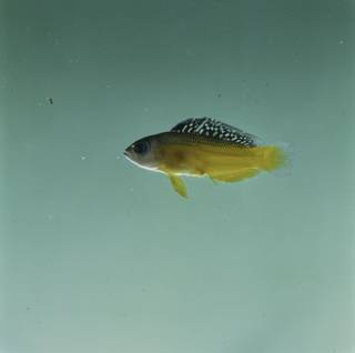 To NMNH Extant Collection (Manonichthys splendens FIN032832 Slide 120 mm)