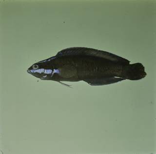 To NMNH Extant Collection (Pseudochromis springeri FIN032834 Slide 120 mm)