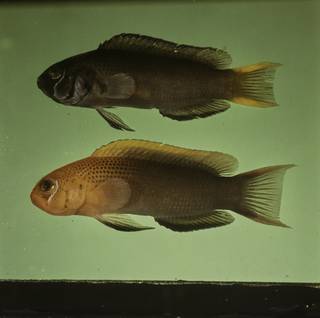 To NMNH Extant Collection (Pseudochromis steenei FIN032835 Slide 120 mm)