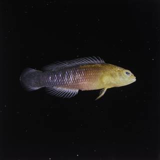 To NMNH Extant Collection (Pseudochromis tapeinosoma FIN032836 Slide 120 mm)