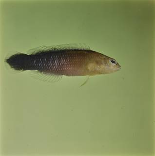 To NMNH Extant Collection (Pseudochromis tapeinosoma FIN032836B Slide 120 mm)