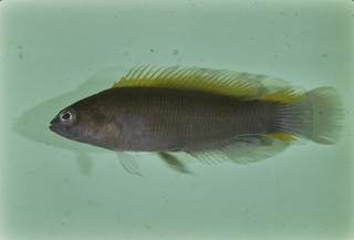 To NMNH Extant Collection (Pseudochromis wilsoni FIN032838 Slide 35 mm)