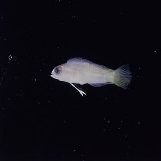 To NMNH Extant Collection (Pectinochromis lubbocki FIN032855 Slide 120 mm)