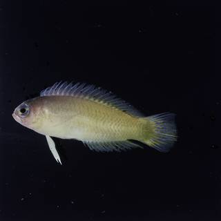 To NMNH Extant Collection (Pectinochromis lubbocki FIN032856 Slide 120 mm)