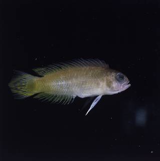 To NMNH Extant Collection (Pectinochromis lubbocki FIN032857 Slide 120 mm)