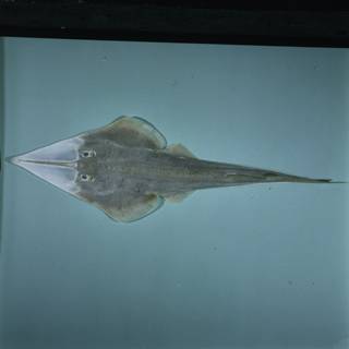 To NMNH Extant Collection (Glaucostegus granulatus FIN032878 Slide 120 mm)