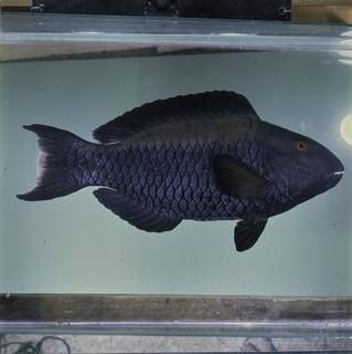 To NMNH Extant Collection (Cetoscarus bicolor FIN032927B Slide 120 mm)