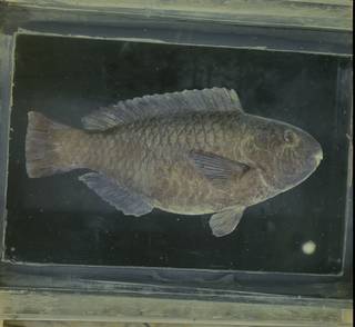 To NMNH Extant Collection (Chlorurus genazonatus FIN032951B Slide 120 mm)