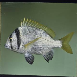 To NMNH Extant Collection (Acanthopagrus bifasciatus FIN034356 Slide 120 mm)