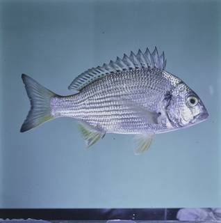 To NMNH Extant Collection (Acanthopagrus latus FIN034359 Slide 120 mm)