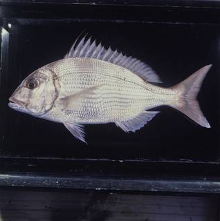 To NMNH Extant Collection (Cheimerius nufar FIN034371 Slide 120 mm)