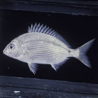 To NMNH Extant Collection (Diplodus noct FIN034382 Slide 120 mm)