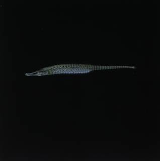 To NMNH Extant Collection (Choeroichthys brachysoma FIN034452 Slide 120 mm)