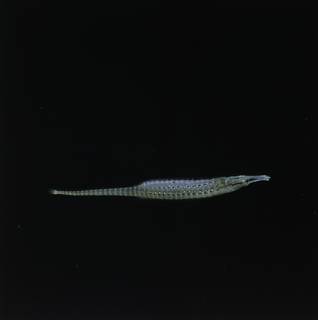 To NMNH Extant Collection (Choeroichthys brachysoma FIN034452B Slide 120 mm)