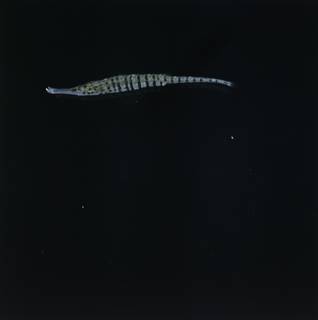 To NMNH Extant Collection (Choeroichthys cinctus FIN034454B Slide 120 mm)
