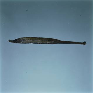 To NMNH Extant Collection (Choeroichthys sculptus FIN034455 Slide 120 mm)