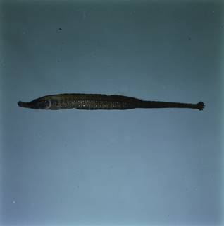 To NMNH Extant Collection (Choeroichthys sculptus FIN034455B Slide 120 mm)