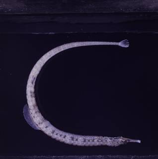 To NMNH Extant Collection (Corythoichthys FIN034457 Slide 120 mm)