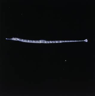 To NMNH Extant Collection (Corythoichthys intestinalis FIN034468 Slide 120 mm)