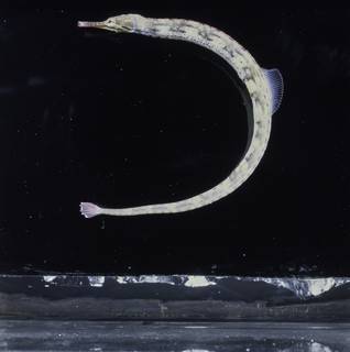 To NMNH Extant Collection (Corythoichthys intestinalis FIN034469 Slide 120 mm)