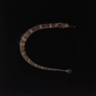 To NMNH Extant Collection (Corythoichthys waitei FIN034470 Slide 120 mm)
